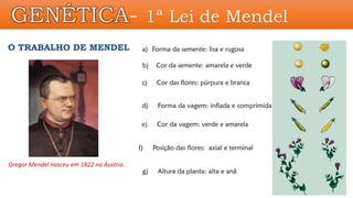 GENÉTICA- 1ª Lei de Mendel
O TRABALHO DE MENDEL
g) Altura da planta: alta e anã
a) Forma da semente: lisa e rugosa
b) Cor da semente: amarela e verde
c) Cor das flores: púrpura e branca
d) Forma da vagem: inflada e comprimida
e) Cor da vagem: verde e amarela
f) Posição das flores: axial e terminal
Gregor Mendel nasceu em 1822 na Áustria.
 