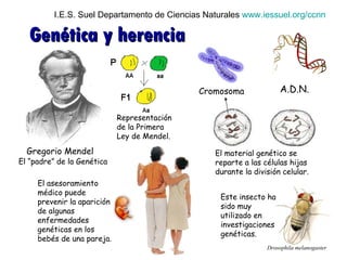 I.E.S. Suel Departamento de Ciencias Naturales  www.iessuel.org/ccnn Genética y herencia El “padre” de la Genética Este in...