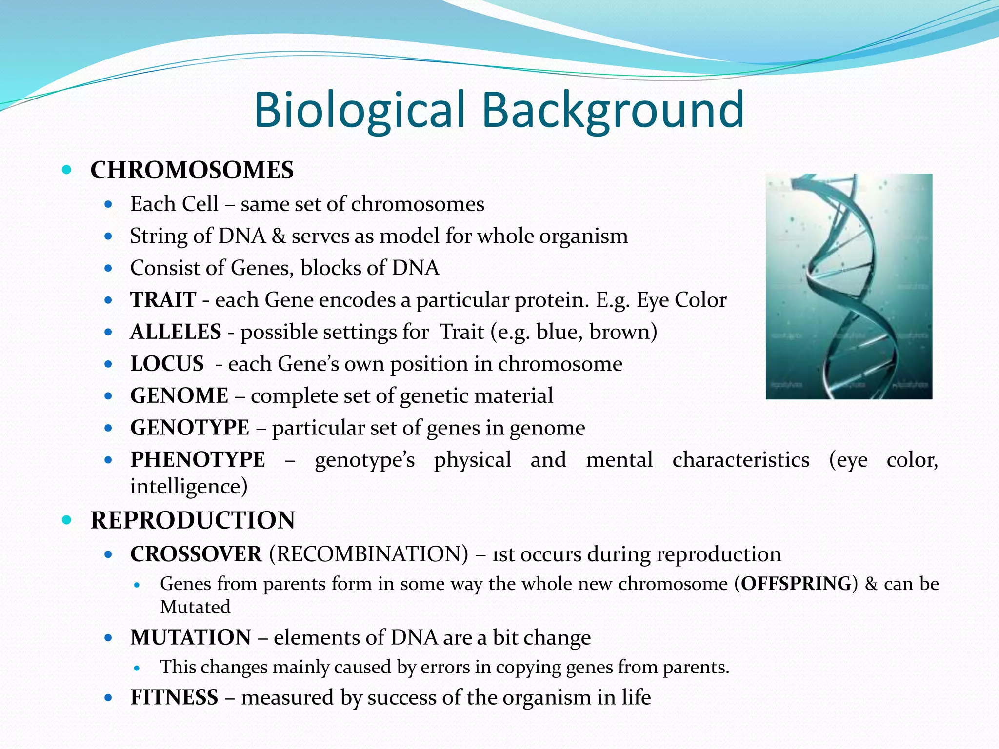 Biological Background
 CHROMOSOMES
 Each Cell – same set of chromosomes
 String of DNA & serves as model for whole organism
 Consist of Genes, blocks of DNA
 TRAIT - each Gene encodes a particular protein. E.g. Eye Color
 ALLELES - possible settings for Trait (e.g. blue, brown)
 LOCUS - each Gene’s own position in chromosome
 GENOME – complete set of genetic material
 GENOTYPE – particular set of genes in genome
 PHENOTYPE – genotype’s physical and mental characteristics (eye
color, intelligence)
 REPRODUCTION
 CROSSOVER (RECOMBINATION) – 1st occurs during reproduction
 Genes from parents form in some way the whole new chromosome (OFFSPRING) & can be
Mutated
 MUTATION – elements of DNA are a bit change
 This changes mainly caused by errors in copying genes from parents.
 FITNESS – measured by success of the organism in life
 