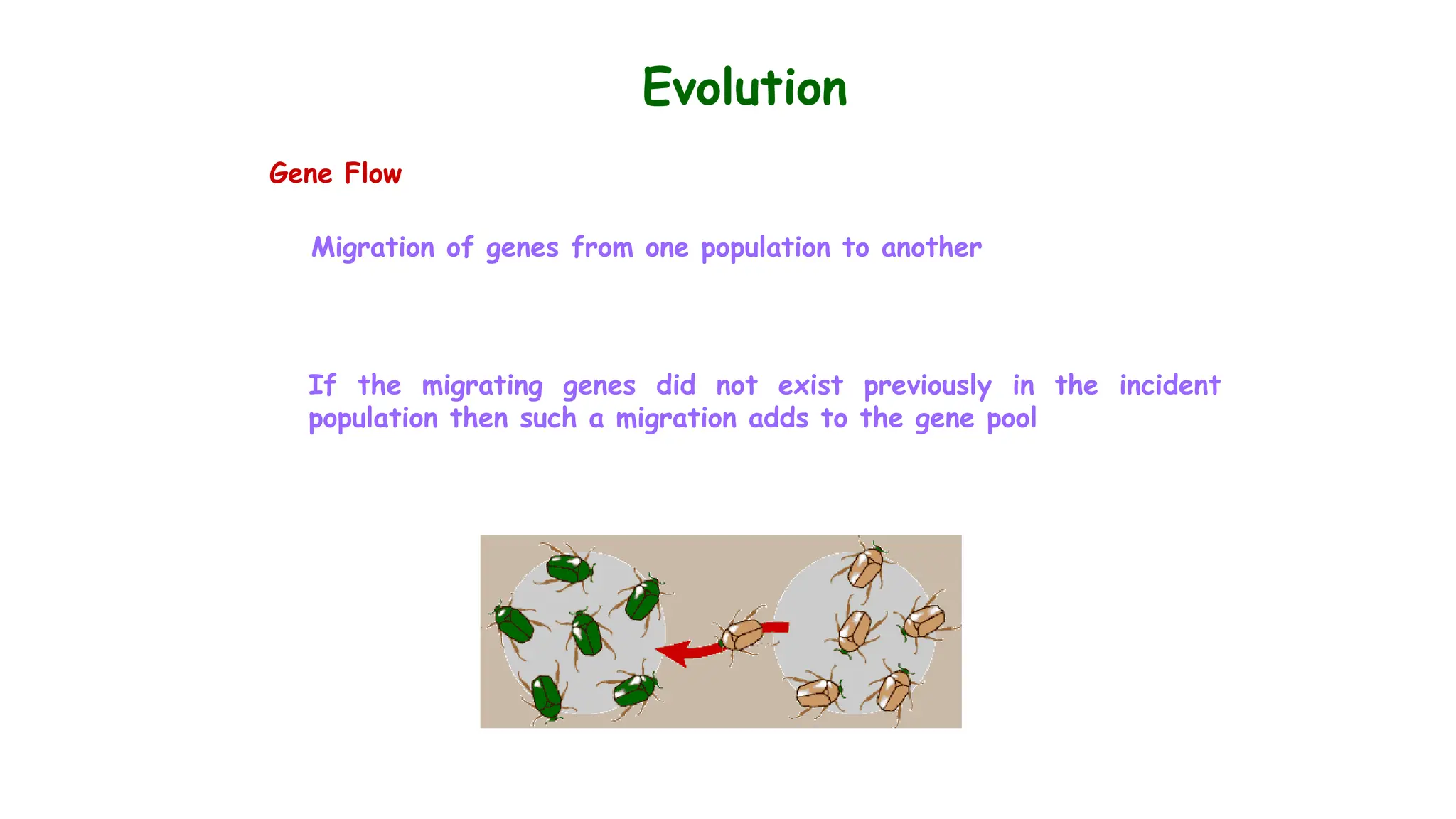 Evolution
Gene Flow
Migration of genes from one population to another
If the migrating genes did not exist previously in the incident
population then such a migration adds to the gene pool
 