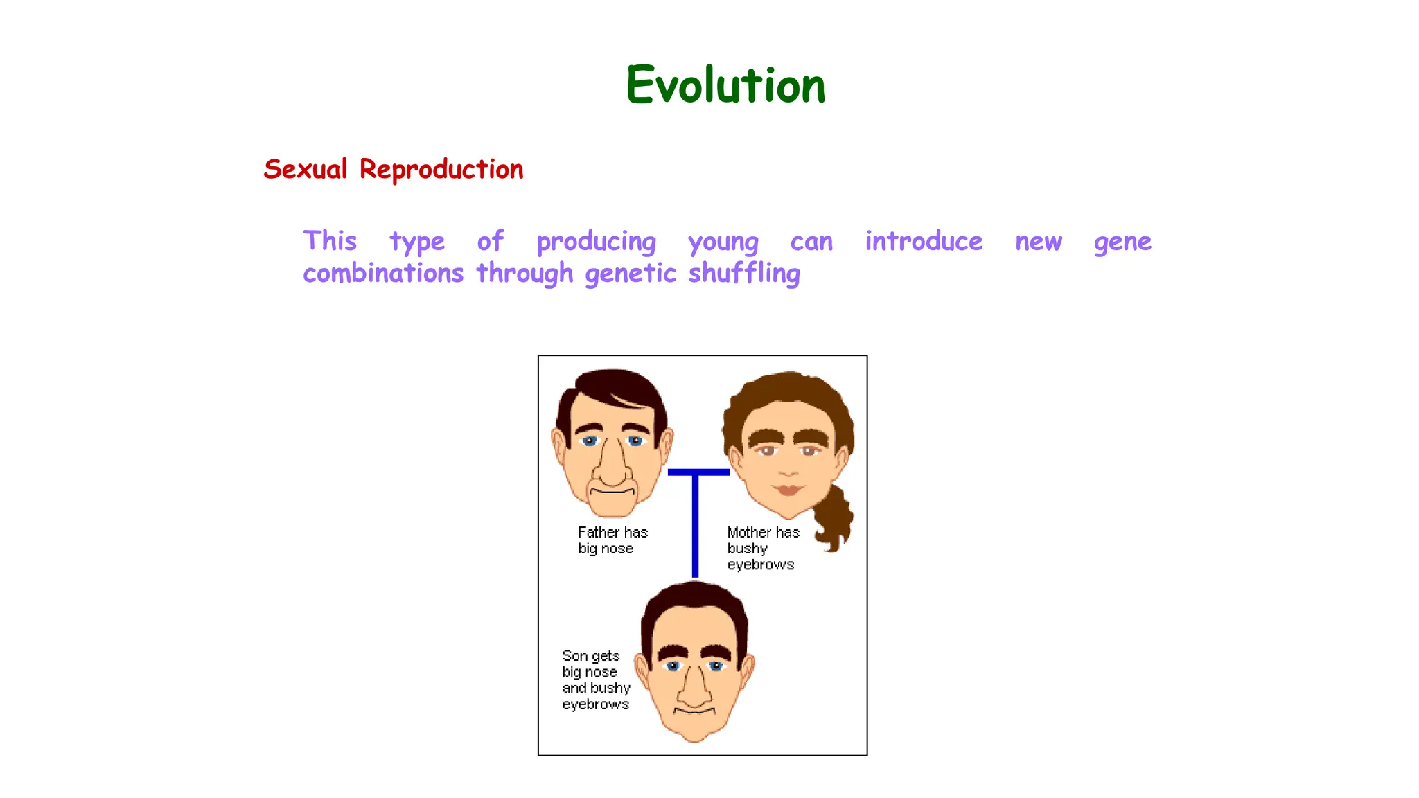 Evolution
Sexual Reproduction
This type of producing young can introduce new gene
combinations through genetic shuffling
 