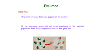 Evolution
Gene Flow
Migration of genes from one population to another
If the migrating genes did not exist previously in the incident
population then such a migration adds to the gene pool
 