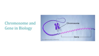 Chromosome and
Gene in Biology
 