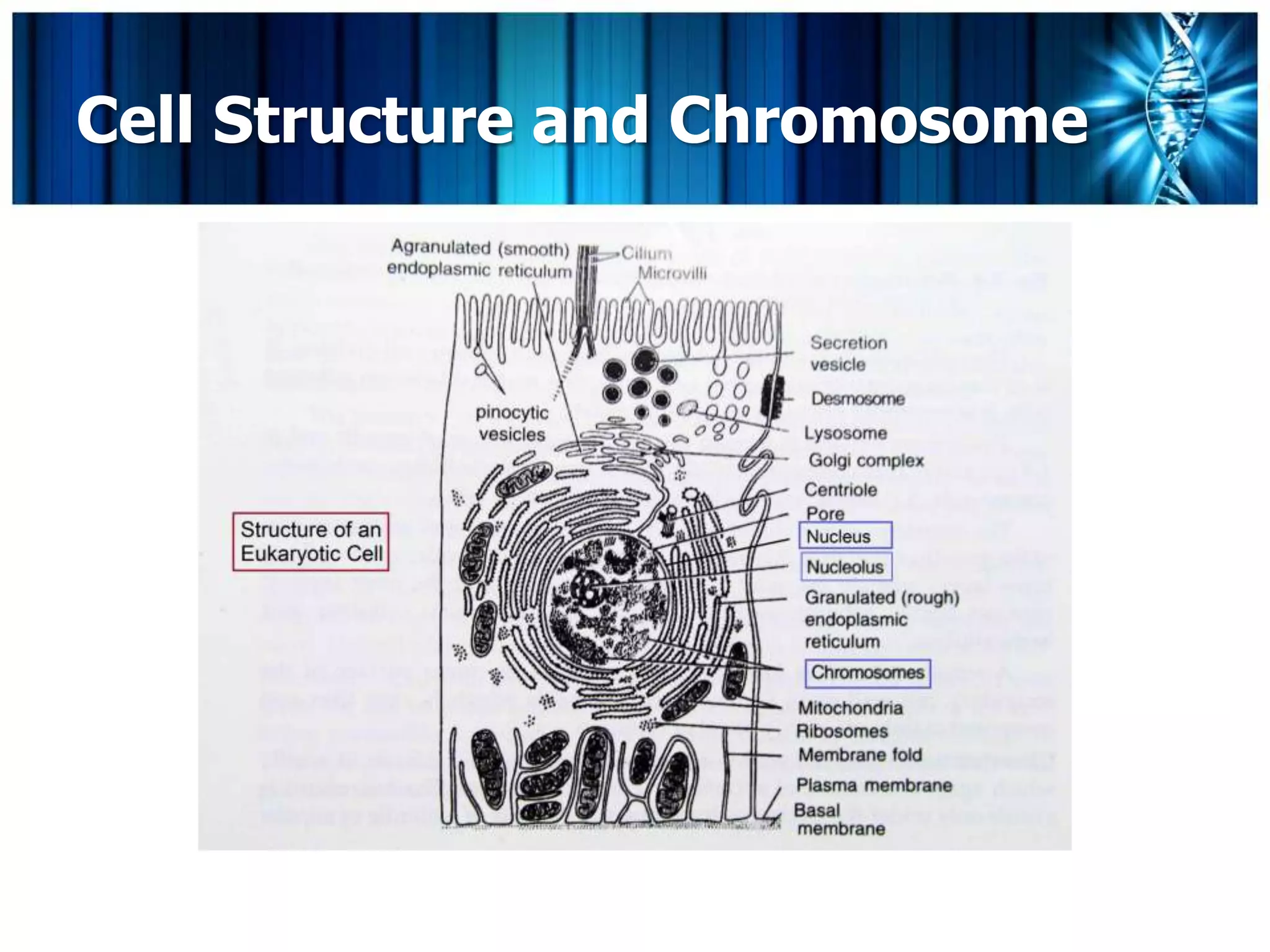 Cell Structure and Chromosome
 