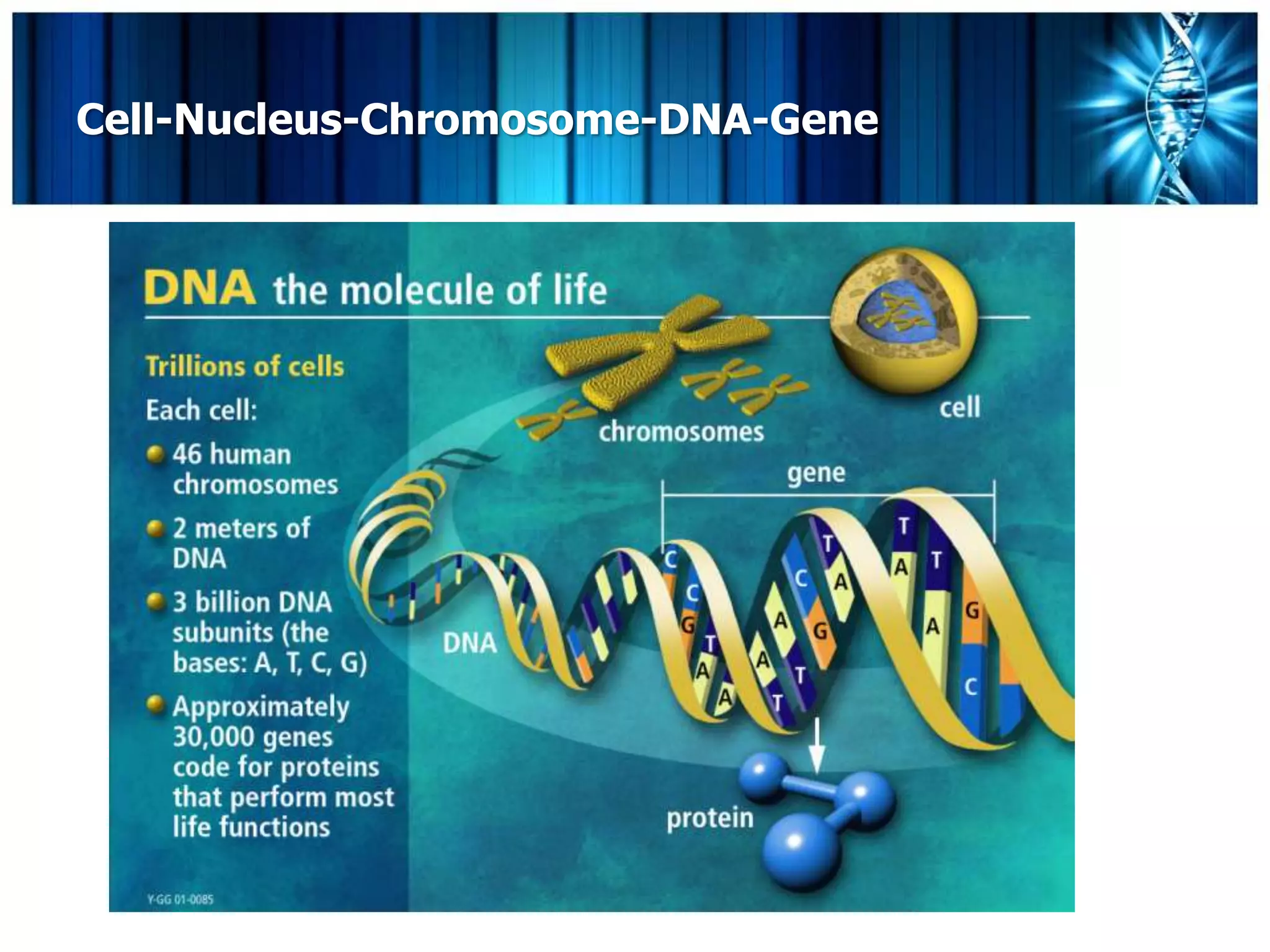 Cell-Nucleus-Chromosome-DNA-Gene
 