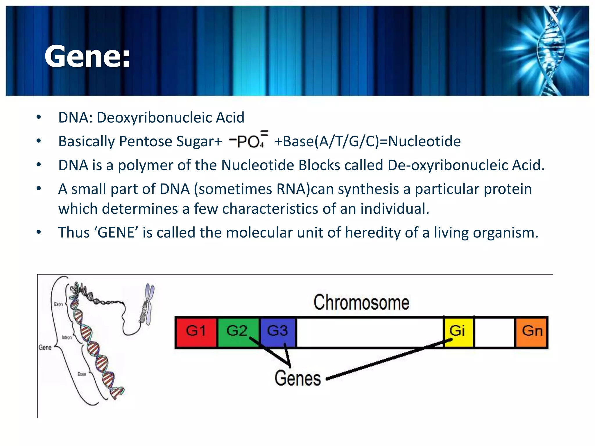 Gene:
• DNA: Deoxyribonucleic Acid
• Basically Pentose Sugar+        +Base(A/T/G/C)=Nucleotide
• DNA is a polymer of the Nucleotide Blocks called De-oxyribonucleic Acid.
• A small part of DNA (sometimes RNA)can synthesis a particular protein
  which determines a few characteristics of an individual.
• Thus ‘GENE’ is called the molecular unit of heredity of a living organism.
 