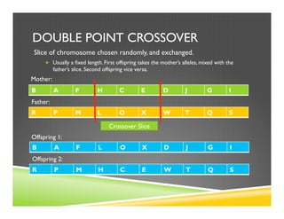 DOUBLE POINT CROSSOVER
Slice of chromosome chosen randomly, and exchanged.
„  Usually a fixed length. First offspring takes the mother’s alleles, mixed with the
father’s slice. Second offspring vice versa.
B A F H C E D J G I
R P M L O X W T Q S
Mother:
Father:
Crossover Slice
B A F L O X D J G I
R P M H C E W T Q S
Offspring 1:
Offspring 2:
 