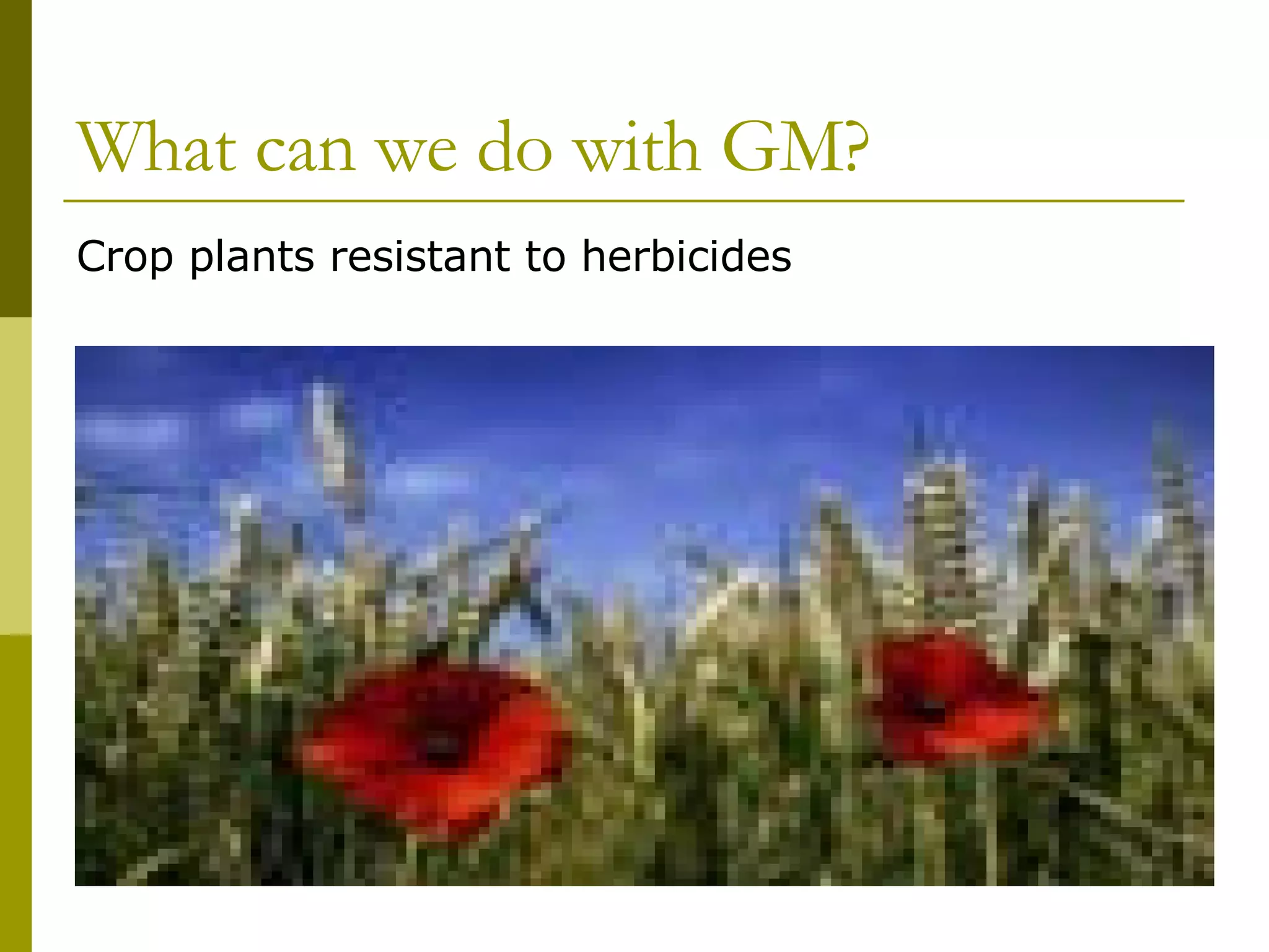 What can we do with GM? Crop plants resistant to herbicides 