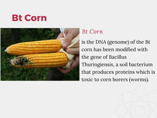 genetically-modified-organisms-gmo-s_20231027_132626_0000.pdf