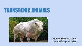 TRANSGENIC ANIMALS
Blanca Sevillano Albet
Naima Balige Morales
 