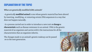 EXPLANATION OF THE TOPIC
What are genetically modified (GM) animals?
-A genetically modified animal is one whose genetic m...