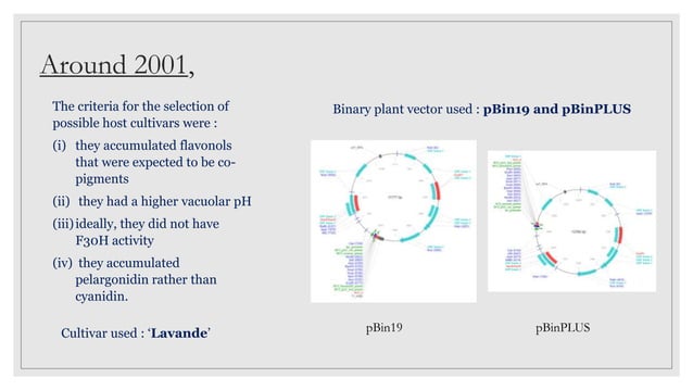 Genetically modified blue rose | PPTX