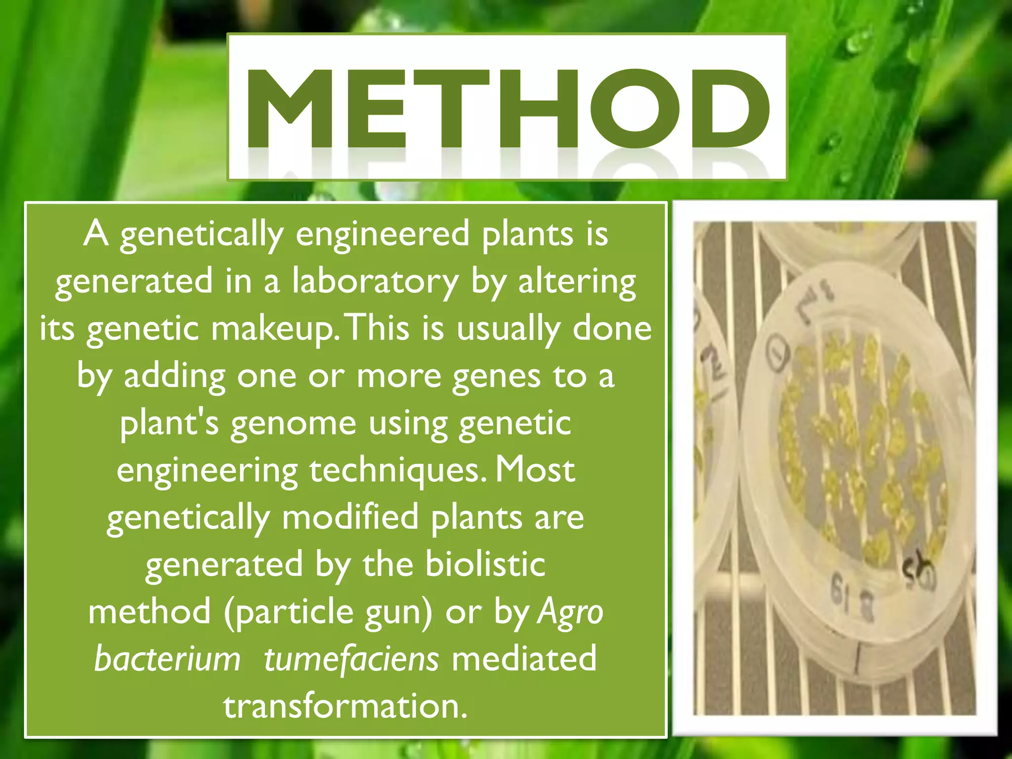 A genetically engineered plants is
generated in a laboratory by altering
its genetic makeup.This is usually done
by adding one or more genes to a
plant's genome using genetic
engineering techniques. Most
genetically modified plants are
generated by the biolistic
method (particle gun) or by Agro
bacterium tumefaciens mediated
transformation.
 