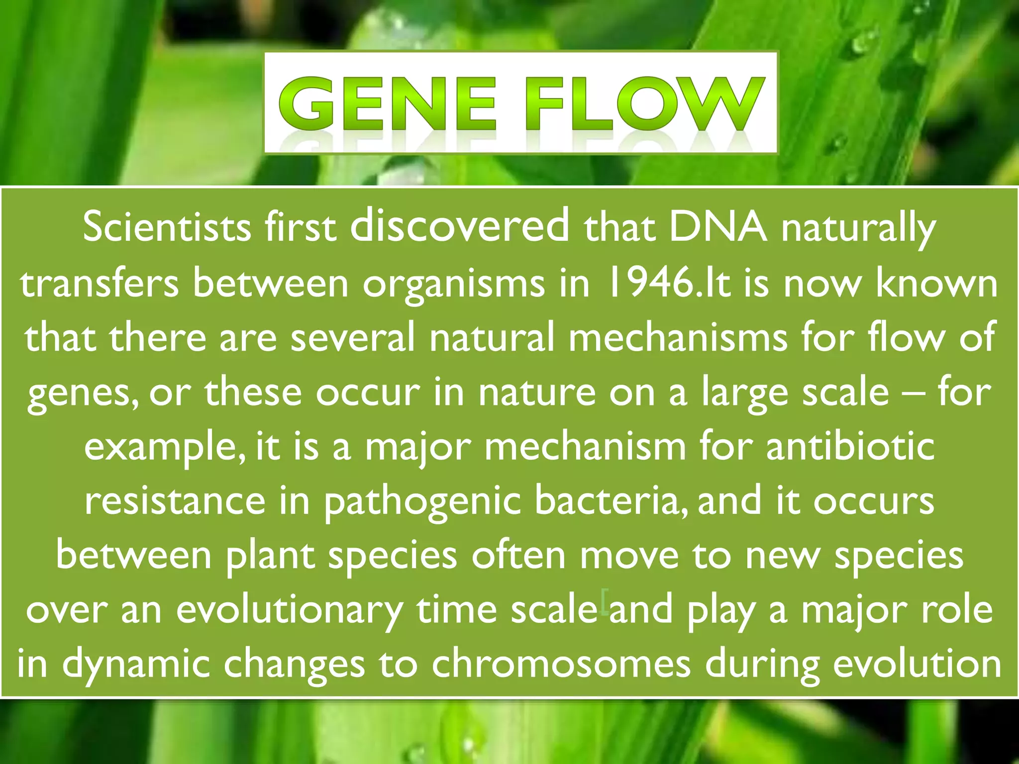 Scientists first discovered that DNA naturally
transfers between organisms in 1946.It is now known
that there are several natural mechanisms for flow of
genes, or these occur in nature on a large scale – for
example, it is a major mechanism for antibiotic
resistance in pathogenic bacteria, and it occurs
between plant species often move to new species
over an evolutionary time scale[and play a major role
in dynamic changes to chromosomes during evolution
 