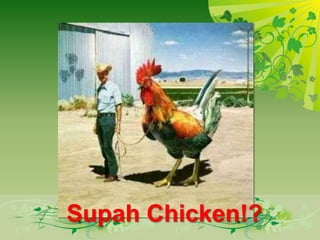 Supah Chicken!?
 