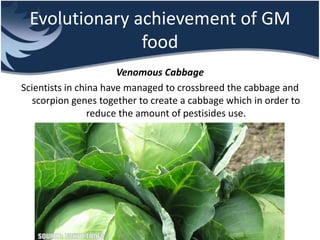 Evolutionary achievement of GM
food
Venomous Cabbage
Scientists in china have managed to crossbreed the cabbage and
scorpion genes together to create a cabbage which in order to
reduce the amount of pestisides use.
 