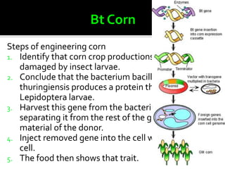 Genetically Modified Foods | PPTX