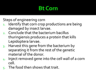 Steps of engineering corn
1. Identify that corn crop productions are being
   damaged by insect larvae.
2. Conclude that the bacterium bacillus
   thuringiensis produces a protein that kills
   Lepidoptera larvae.
3. Harvest this gene from the bacterium by
   separating it from the rest of the genetic
   material of the donor.
4. Inject removed gene into the cell wall of a corn
   cell.
5. The food then shows that trait.
 
