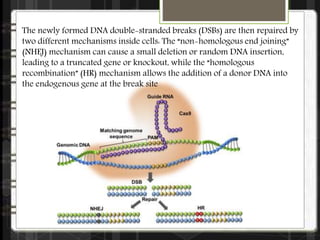 The newly formed DNA double-stranded breaks (DSBs) are then repaired by
two different mechanisms inside cells: The “non-homologous end joining”
(NHEJ) mechanism can cause a small deletion or random DNA insertion,
leading to a truncated gene or knockout, while the “homologous
recombination” (HR) mechanism allows the addition of a donor DNA into
the endogenous gene at the break site
 