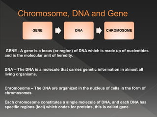GENE DNA CHROMOSOME
GENE - A gene is a locus (or region) of DNA which is made up of nucleotides
and is the molecular unit of heredity.
DNA – The DNA is a molecule that carries genetic information in almost all
living organisms.
Chromosome – The DNA are organized in the nucleus of cells in the form of
chromosomes.
Each chromosome constitutes a single molecule of DNA, and each DNA has
specific regions (loci) which codes for proteins, this is called gene.
 