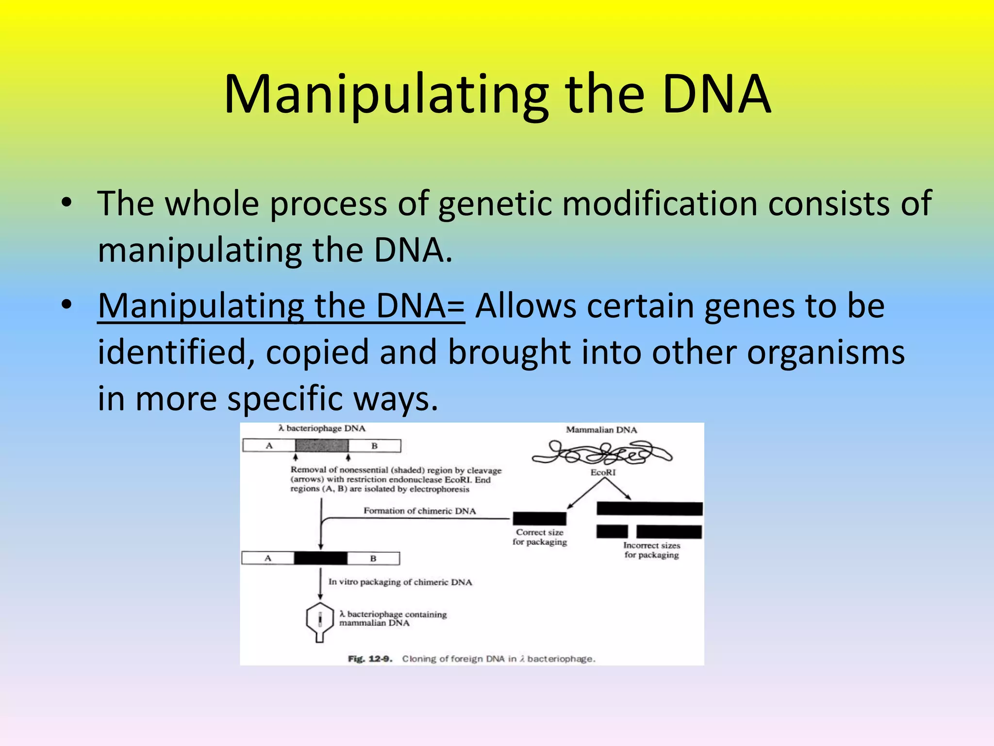 Manipulating the DNA
• The whole process of genetic modification consists of
  manipulating the DNA.
• Manipulating the DNA= Allows certain genes to be
  identified, copied and brought into other organisms
  in more specific ways.
 