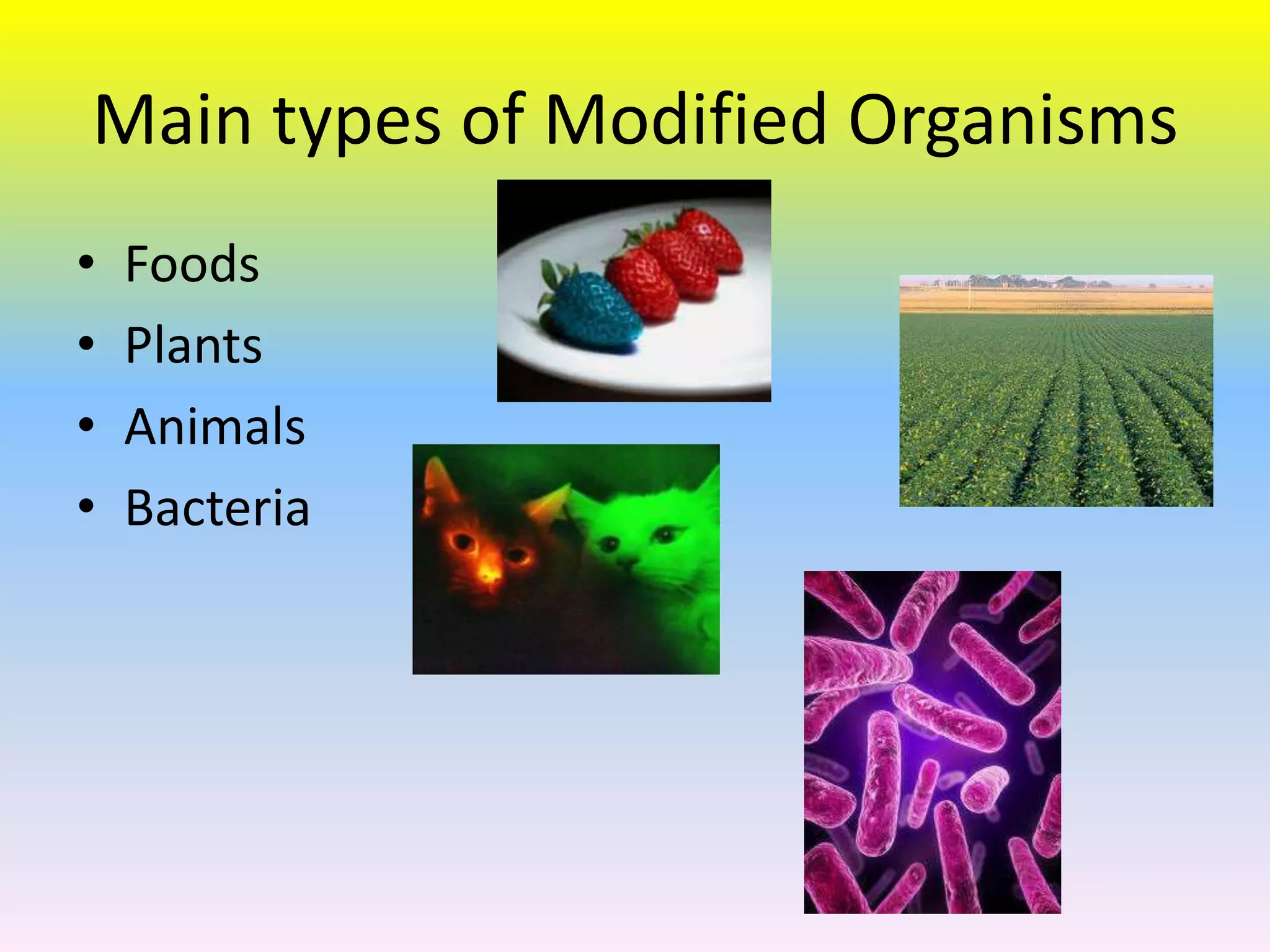 Main types of Modified Organisms
•   Foods
•   Plants
•   Animals
•   Bacteria
 