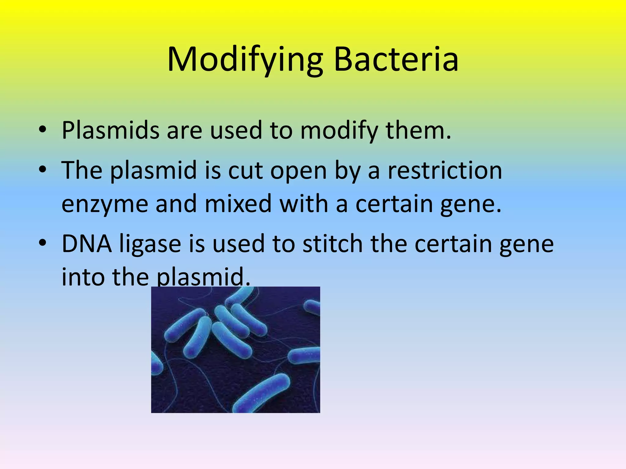 Modifying Bacteria
• Plasmids are used to modify them.
• The plasmid is cut open by a restriction
  enzyme and mixed with a certain gene.
• DNA ligase is used to stitch the certain gene
  into the plasmid.
 