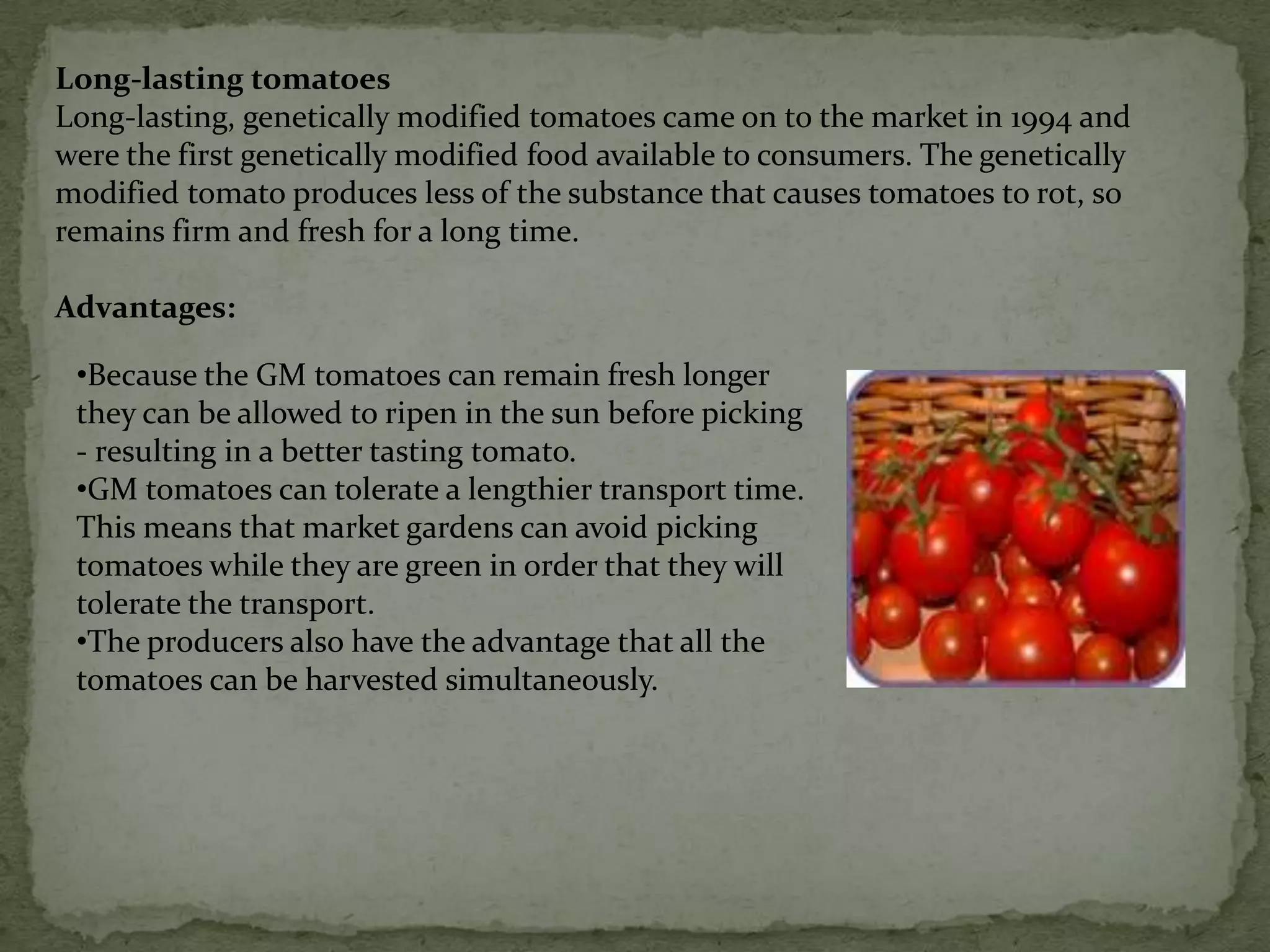 Advantages: The rice can be considered a particular advantage to poor people in underdeveloped countries. They eat only an extremely limited diet lacking in the essential bodily vitamins. The consequences of this restricted diet causes many people to die or become blind. This is particularly true in areas of Asia, where most of the population live on rice from morning to evening.Long-lasting tomatoesLong-lasting, genetically modified tomatoes came on to the market in 1994 and were the first genetically modified food available to consumers. The genetically modified tomato produces less of the substance that causes tomatoes to rot, so remains firm and fresh for a long time.Advantages:Because the GM tomatoes can remain fresh longer they can be allowed to ripen in the sun before picking - resulting in a better tasting tomato.
