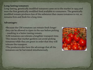 Advantages: The rice can be considered a particular advantage to poor people in underdeveloped countries. They eat only an extremely limited diet lacking in the essential bodily vitamins. The consequences of this restricted diet causes many people to die or become blind. This is particularly true in areas of Asia, where most of the population live on rice from morning to evening.Long-lasting tomatoesLong-lasting, genetically modified tomatoes came on to the market in 1994 and were the first genetically modified food available to consumers. The genetically modified tomato produces less of the substance that causes tomatoes to rot, so remains firm and fresh for a long time.Advantages:Because the GM tomatoes can remain fresh longer they can be allowed to ripen in the sun before picking - resulting in a better tasting tomato.