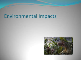 Environmental Impacts