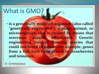 What is GMO?is a genetically modified organism (also called "genetically engineered"): a plant, animal, or microorganism that is created by means that overcome natural boundaries. Genetic engineering involves crossing species that could not breed in nature. For example, genes from a fish have been placed in strawberries and tomatoes.
