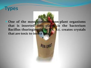 TypesOne of the most common non-plant organisms that is inserted into plants is the bacterium Bacillus thuringiensis, or B.t. B.t. creates crystals that are toxic to insect larvae. 