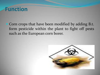 FunctionCorn crops that have been modified by adding B.t. form pesticide within the plant to fight off pests such as the European corn borer. 