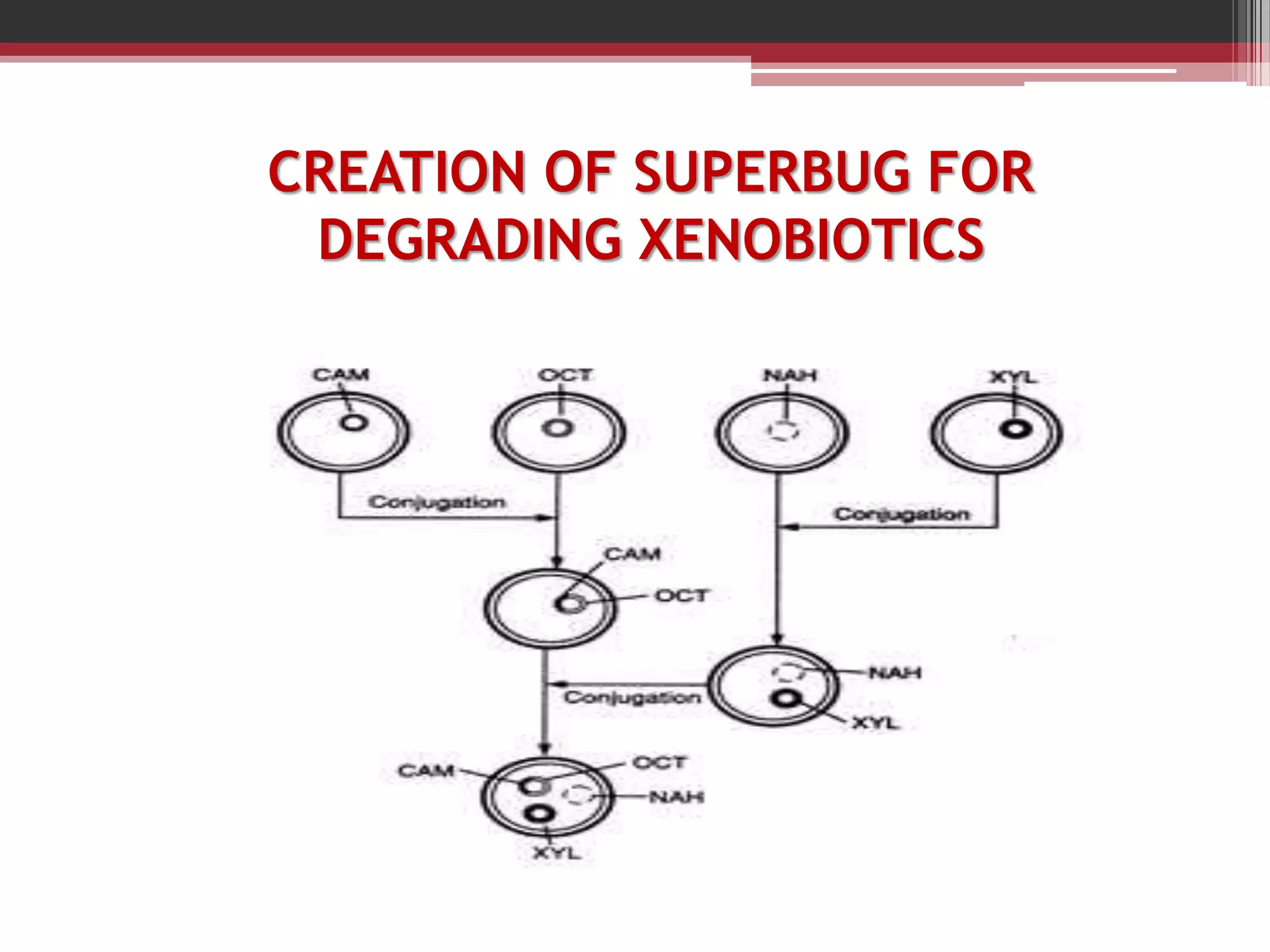 CREATION OF SUPERBUG FOR
DEGRADING XENOBIOTICS
 