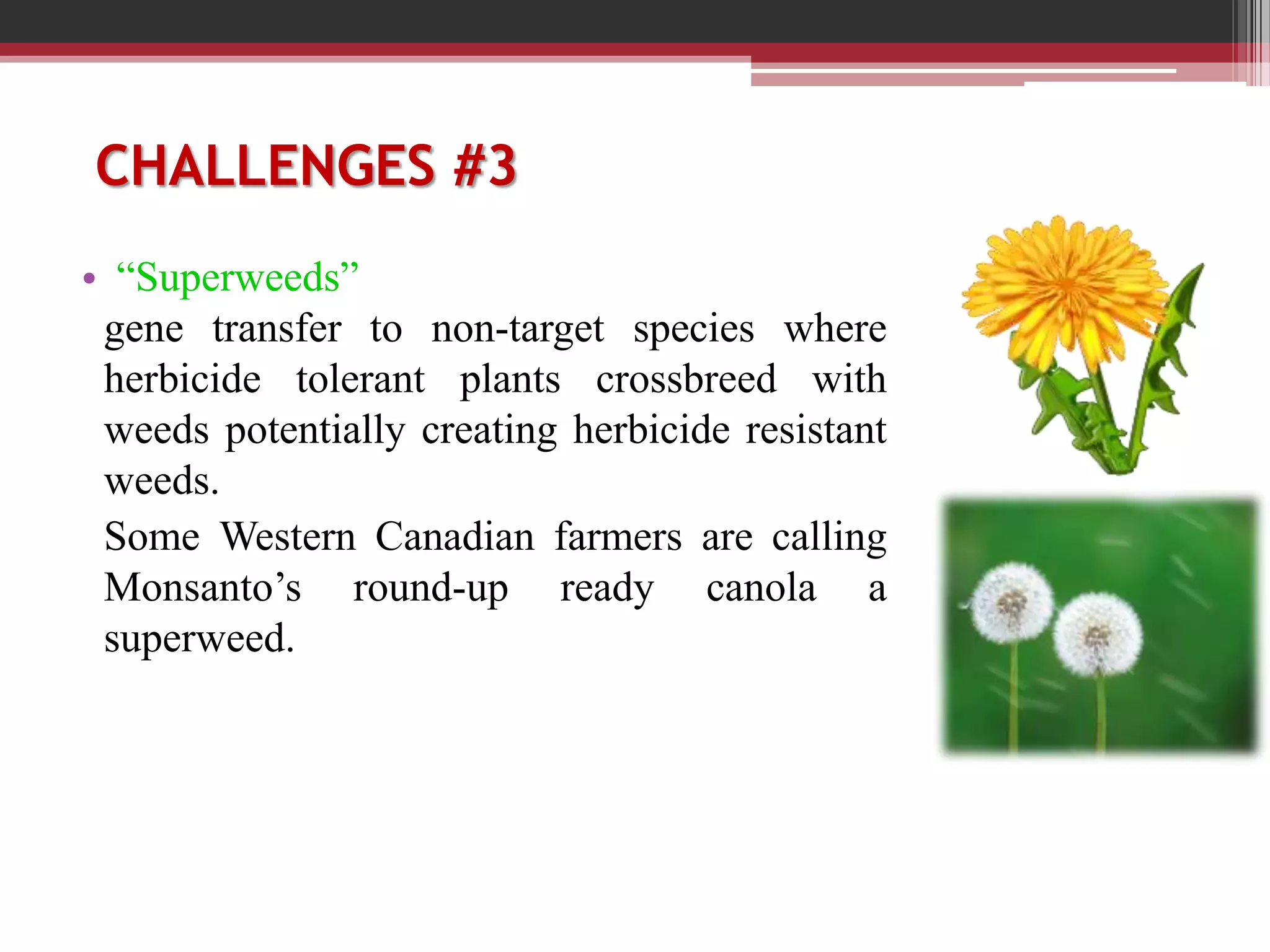 CHALLENGES #3
• “Superweeds”
gene transfer to non-target species where
herbicide tolerant plants crossbreed with
weeds potentially creating herbicide resistant
weeds.
Some Western Canadian farmers are calling
Monsanto’s round-up ready canola a
superweed.
 