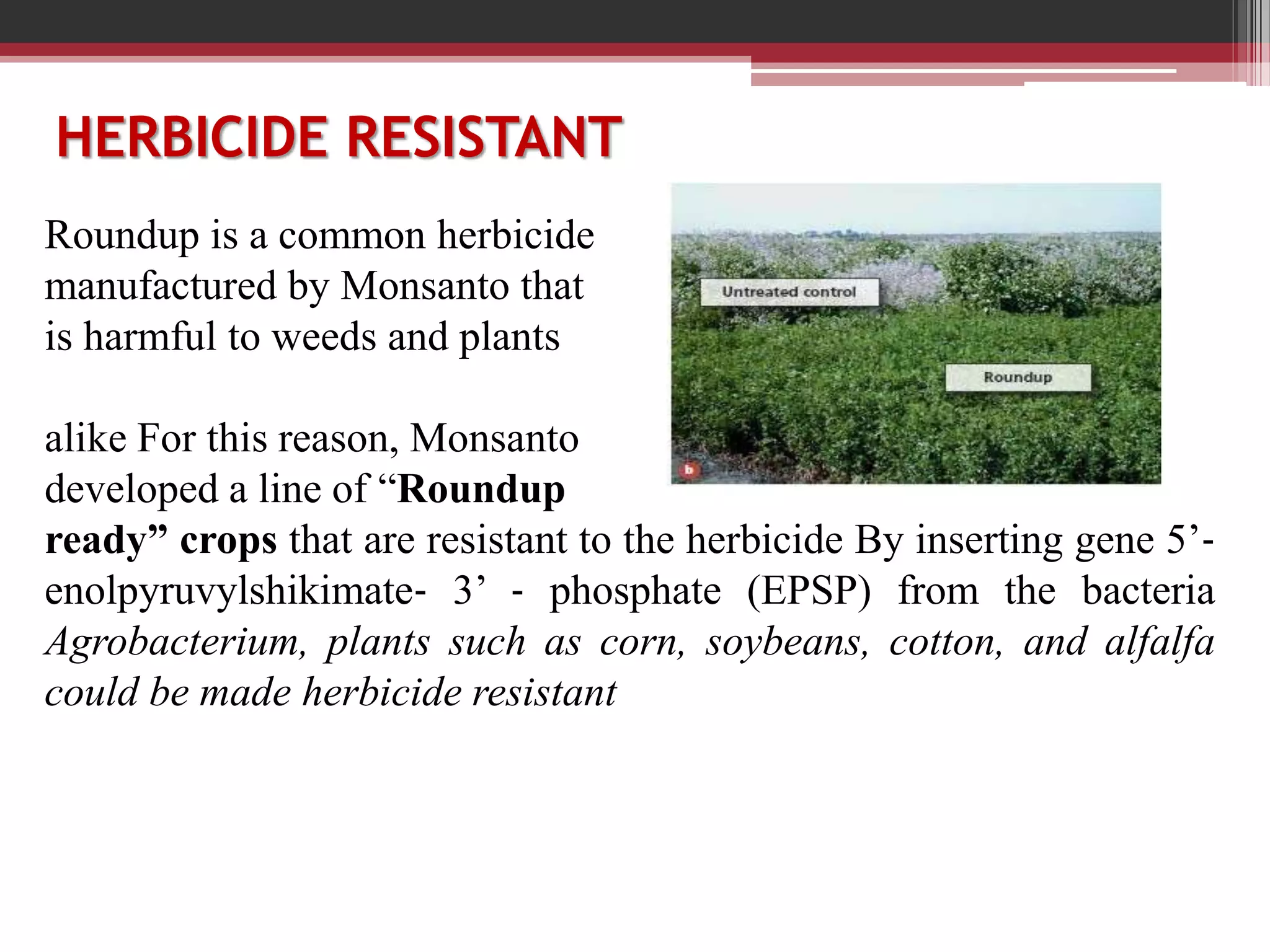 Roundup is a common herbicide
manufactured by Monsanto that
is harmful to weeds and plants
alike For this reason, Monsanto
developed a line of “Roundup
ready” crops that are resistant to the herbicide By inserting gene 5’‐
enolpyruvylshikimate‐ 3’ ‐ phosphate (EPSP) from the bacteria
Agrobacterium, plants such as corn, soybeans, cotton, and alfalfa
could be made herbicide resistant
HERBICIDE RESISTANT
 
