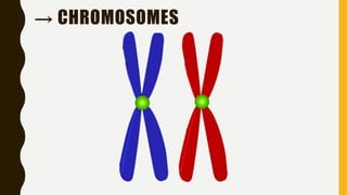 → CHROMOSOMES
 