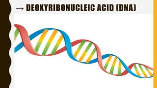 → DEOXYRIBONUCLEIC ACID (DNA)
 