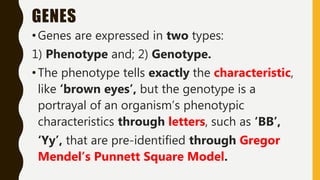GENES
•Genes are expressed in two types:
1) Phenotype and; 2) Genotype.
•The phenotype tells exactly the characteristic,
like ‘brown eyes’, but the genotype is a
portrayal of an organism’s phenotypic
characteristics through letters, such as ‘BB’,
‘Yy’, that are pre-identified through Gregor
Mendel’s Punnett Square Model.
 