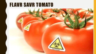 FLAVR SAVR TOMATO
 