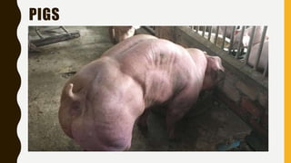 PIGS
 