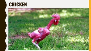 CHICKEN
 