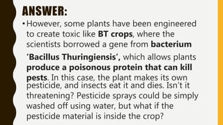 ANSWER:
•However, some plants have been engineered
to create toxic like BT crops, where the
scientists borrowed a gene from bacterium
‘Bacillus Thuringiensis’, which allows plants
produce a poisonous protein that can kill
pests. In this case, the plant makes its own
pesticide, and insects eat it and dies. Isn’t it
threatening? Pesticide sprays could be simply
washed off using water, but what if the
pesticide material is inside the crop?
 