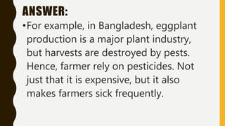 ANSWER:
•For example, in Bangladesh, eggplant
production is a major plant industry,
but harvests are destroyed by pests.
Hence, farmer rely on pesticides. Not
just that it is expensive, but it also
makes farmers sick frequently.
 
