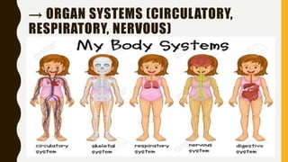 → ORGAN SYSTEMS (CIRCULATORY,
RESPIRATORY, NERVOUS)
 