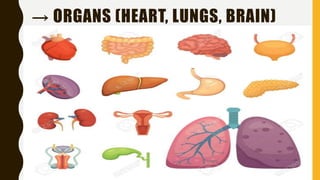 → ORGANS (HEART, LUNGS, BRAIN)
 
