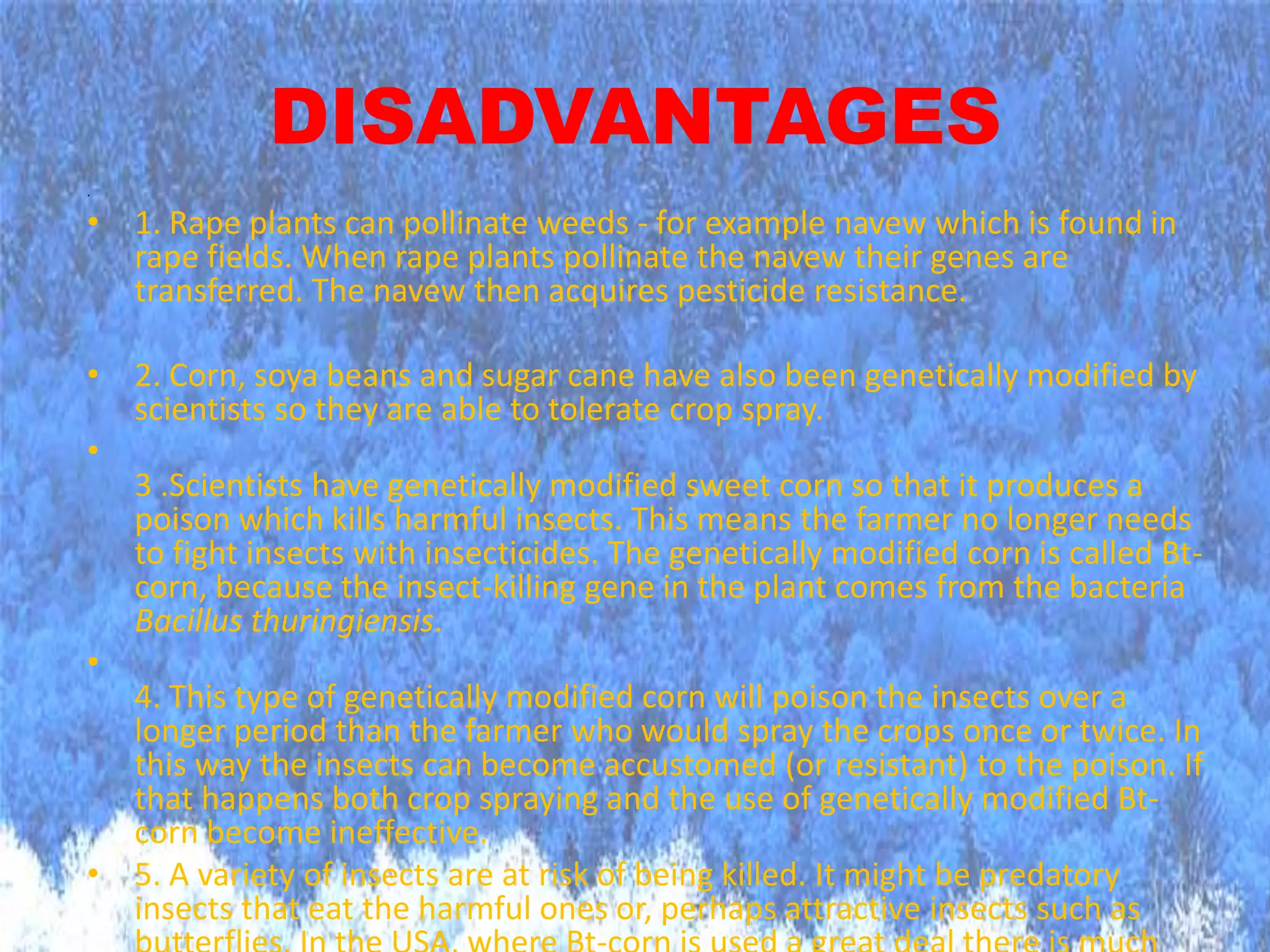 DISADVANTAGES. 1. Rape plants can pollinate weeds - for example navew which is found in rape fields. When rape plants pollinate the navew their genes are transferred. The navew then acquires pesticide resistance.2. Corn, soya beans and sugar cane have also been genetically modified by scientists so they are able to tolerate crop spray. 3 .Scientists have genetically modified sweet corn so that it produces a poison which kills harmful insects. This means the farmer no longer needs to fight insects with insecticides. The genetically modified corn is called Bt-corn, because the insect-killing gene in the plant comes from the bacteria Bacillus thuringiensis. 4. This type of genetically modified corn will poison the insects over a longer period than the farmer who would spray the crops once or twice. In this way the insects can become accustomed (or resistant) to the poison. If that happens both crop spraying and the use of genetically modified Bt-corn become ineffective. 5. A variety of insects are at risk of being killed. It might be predatory insects that eat the harmful ones or, perhaps attractive insects such as butterflies. In the USA, where Bt-corn is used a great deal there is much debate over the harmful effects of Bt-corn on the beautiful Monarch butterfly.6. Cotton and potatoes are other examples of plants that scientists have , genetically modified to produce insecticide.7. Golden rice is genetically modified rice that now contains a large amount of A-vitamins. Or more correctly, the rice contains the element beta-carotene which is converted in the body into Vitamin-A. So when you eat golden rice, you get more vitamin A.8 .Beta-carotene gives carrots their orange colour and is the reason why genetically modified rice is golden. For the golden rice to make beta-carotene three new genes are implanted: two from daffodils and the third from a bacterium.9. Critics fear that poor people in underdeveloped countries are becoming too dependent on the rich western world. Usually, it is the large private companies in the West that have the means to develop genetically modified plants. By making the plants sterile these large companies can prevent farmers from growing plant-seed for the following year - forcing them to buy new rice from the companies.10. Some opposers of genetic modification see the "golden rice" as a method of making genetic engineering more widely accepted. Opponents fear that companies will go on to develop other genetically modified plants from which they can make a profit. A situation could develop where the large companies own the rights to all the good crops.