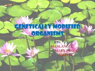GENETICALLY MODIFIED ORGANISMS BY: MANLANGIT, 				 MARY JANE C. 				BSED 1-C 
