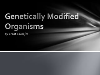 By Grant Garhofer Genetically Modified Organisms 