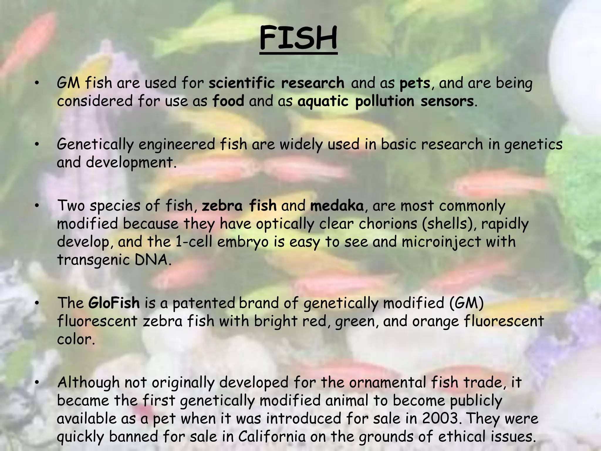 FISH
• GM fish are used for scientific research and as pets, and are being
considered for use as food and as aquatic pollution sensors.
• Genetically engineered fish are widely used in basic research in genetics
and development.
• Two species of fish, zebra fish and medaka, are most commonly
modified because they have optically clear chorions (shells), rapidly
develop, and the 1-cell embryo is easy to see and microinject with
transgenic DNA.
• The GloFish is a patented brand of genetically modified (GM)
fluorescent zebra fish with bright red, green, and orange fluorescent
color.
• Although not originally developed for the ornamental fish trade, it
became the first genetically modified animal to become publicly
available as a pet when it was introduced for sale in 2003. They were
quickly banned for sale in California on the grounds of ethical issues.
 